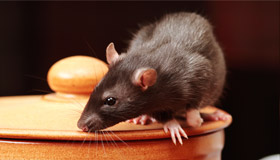 Rat Treatment