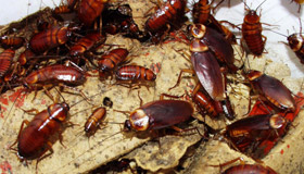 Cockroaches